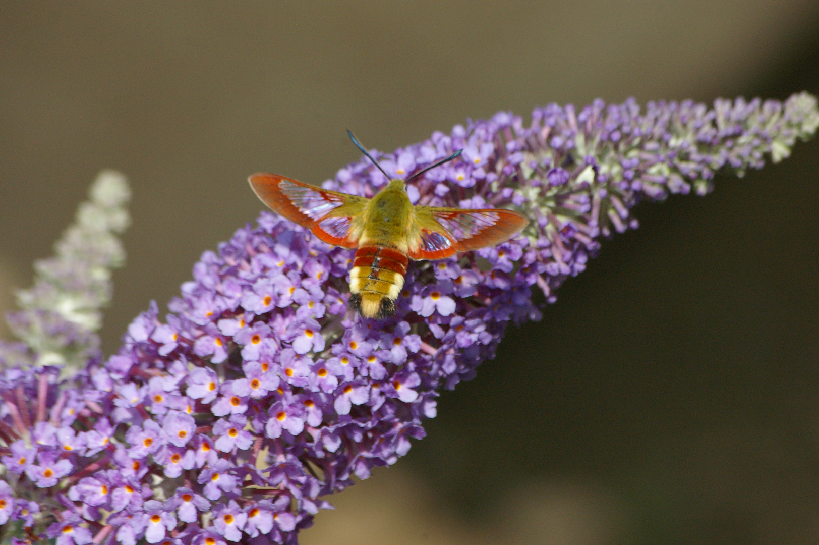 Hummelschwärmer 07/2009