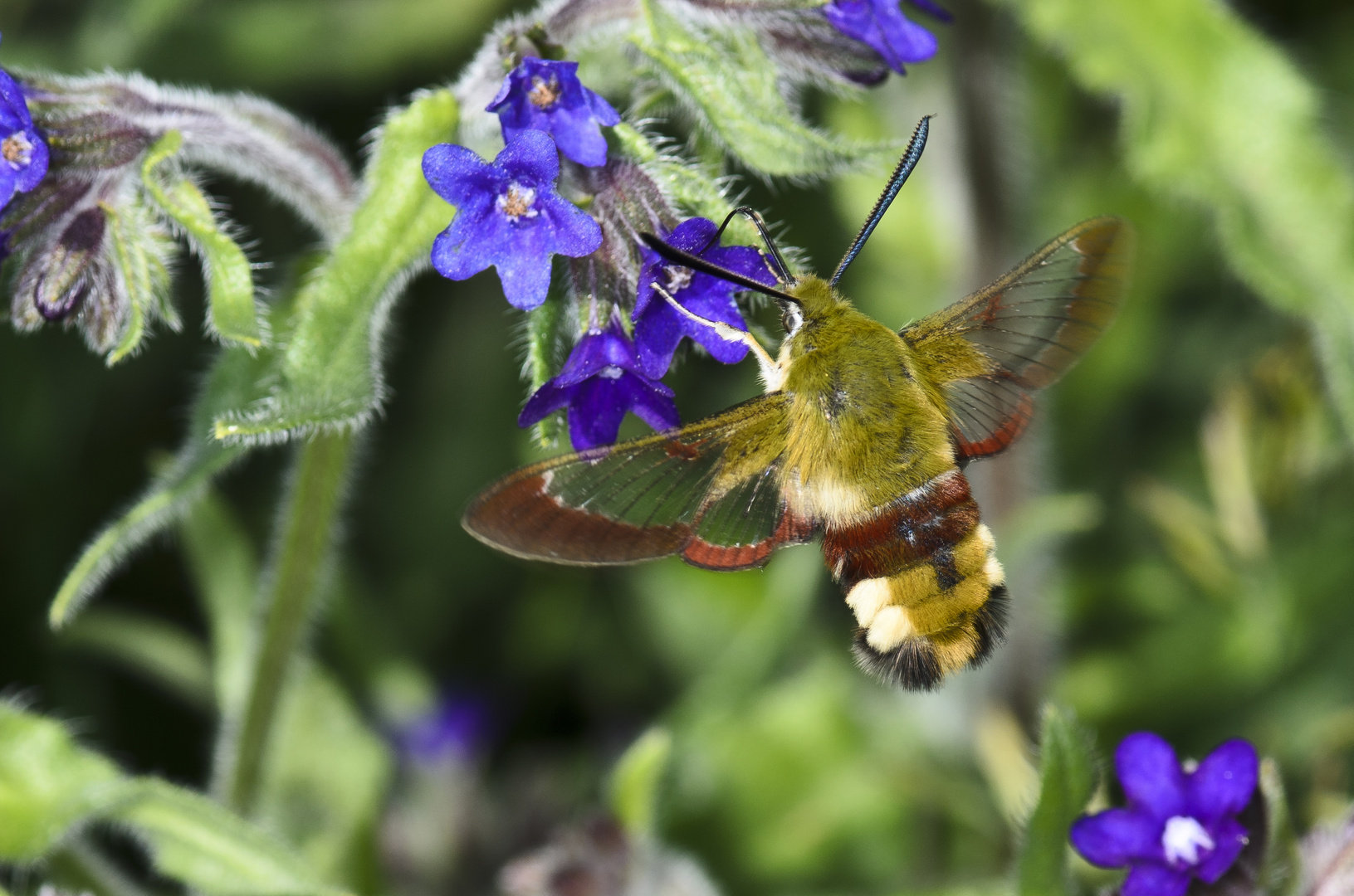 Hummelschwärmer (2) (Hemaris fuciformis)