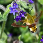 Hummelschwärmer (2) (Hemaris fuciformis)