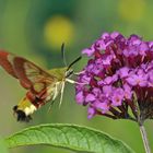 Hummelschwärmer am Sommerflieder