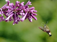 Hummelschwärmer an Blüte 1