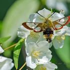 Hummelschwärmer an Jasmin