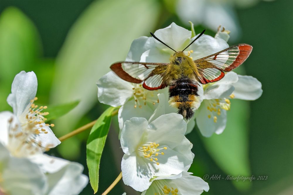 Hummelschwärmer an Jasmin