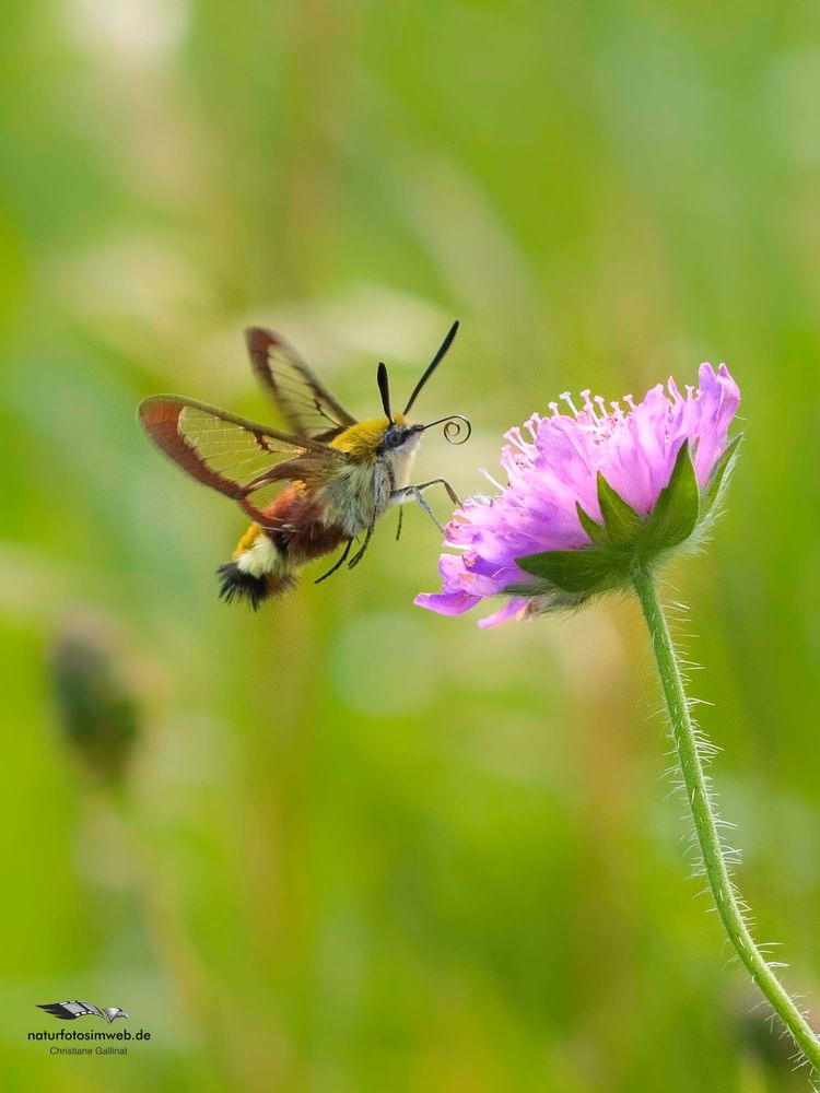 Hummelschwärmer an Scabiosa (1 von 1)