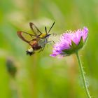 Hummelschwärmer an Scabiosa (1 von 1)