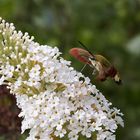 Hummelschwärmer an Schmetterlingsflieder