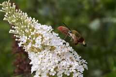 Hummelschwärmer an Schmetterlingsflieder