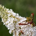 Hummelschwärmer an Schmetterlingsflieder