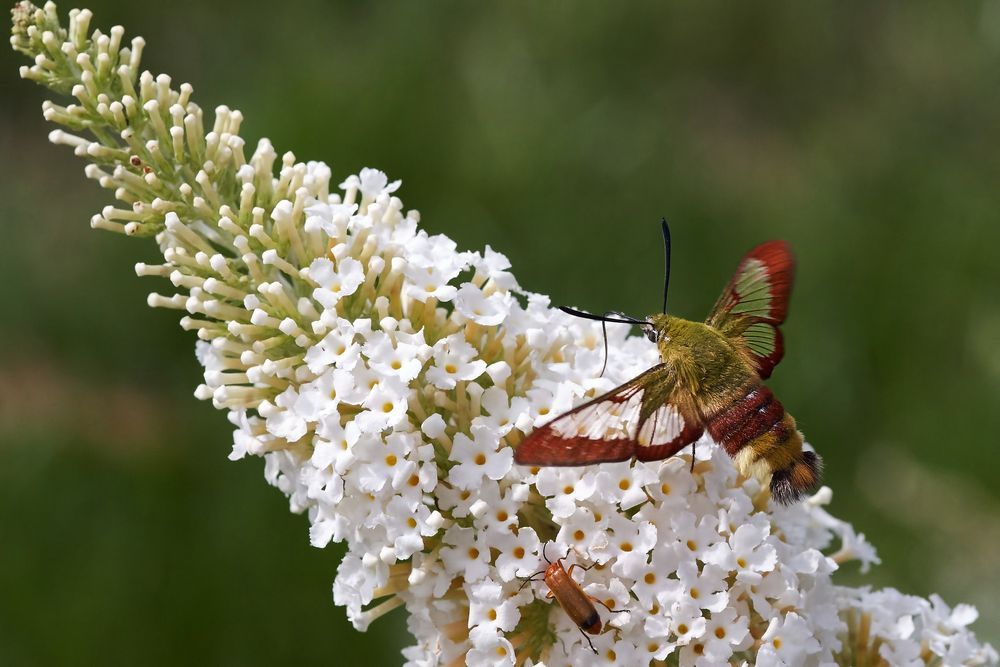 Hummelschwärmer an Schmetterlingsflieder