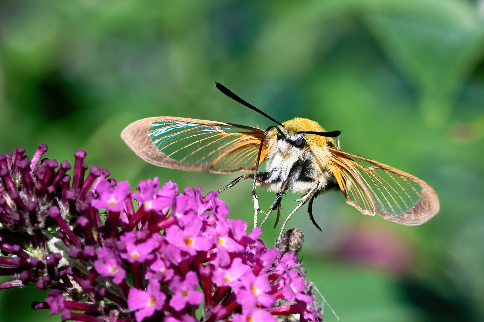 Hummelschwärmer an Schmetterlingsflieder