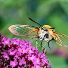 Hummelschwärmer an Schmetterlingsflieder