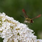 Hummelschwärmer an Schmetterlingsflieder