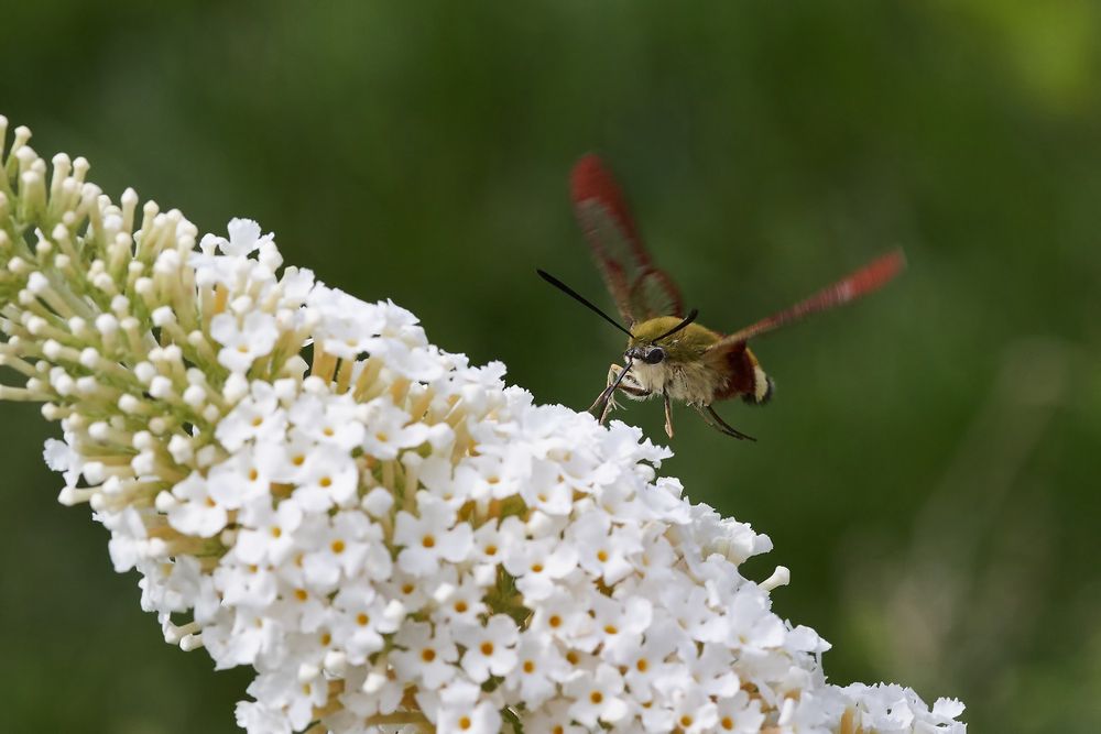 Hummelschwärmer an Schmetterlingsflieder