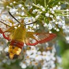 Hummelschwärmer an Schmetterlingsflieder