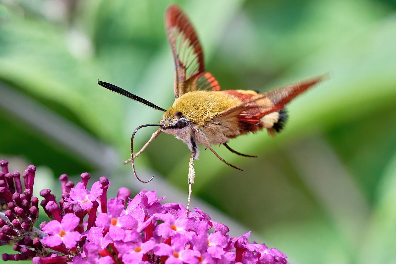 Hummelschwärmer an Schmetterlingsflieder