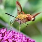 Hummelschwärmer an Schmetterlingsflieder