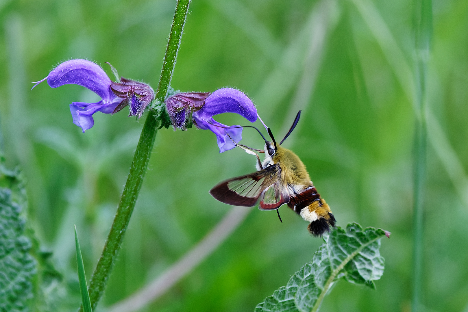 Hummelschwärmer an Wiesensalbei