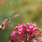 Hummelschwärmer auf Blüte