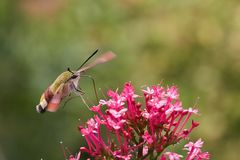 Hummelschwärmer auf Blüte