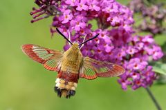 Hummelschwärmer auf Schmetterlingsflieder