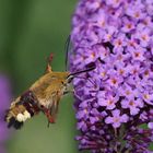 Hummelschwärmer (Hemaris fuciformis) 