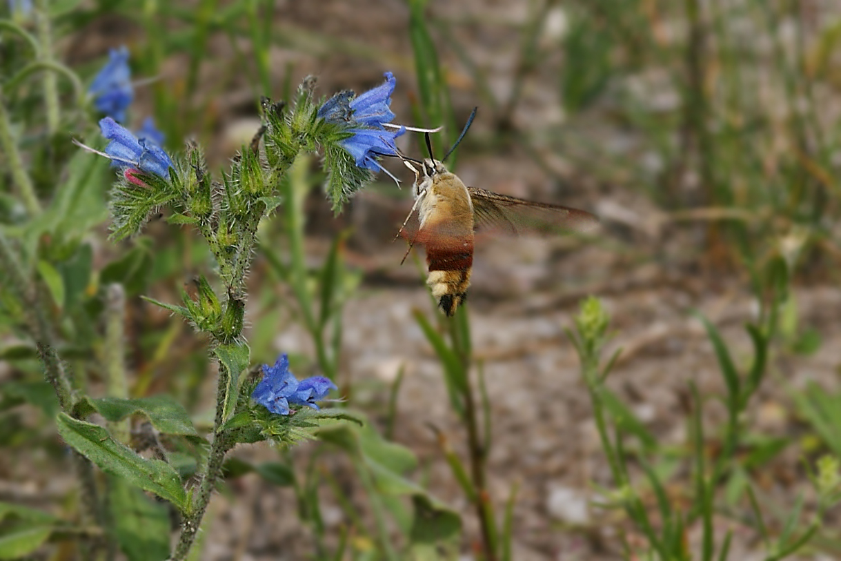 Hummelschwärmer (Hemaris fuciformis)