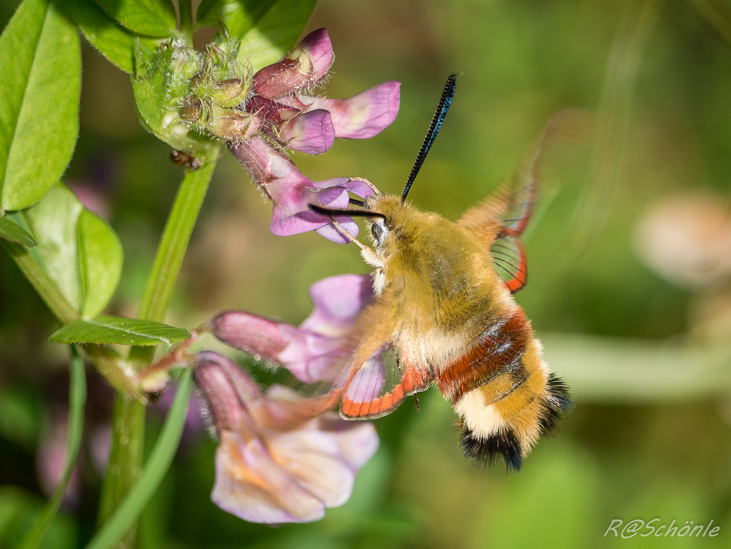 Hummelschwärmer (Hemaris fuciformis)