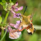 Hummelschwärmer (Hemaris fuciformis)