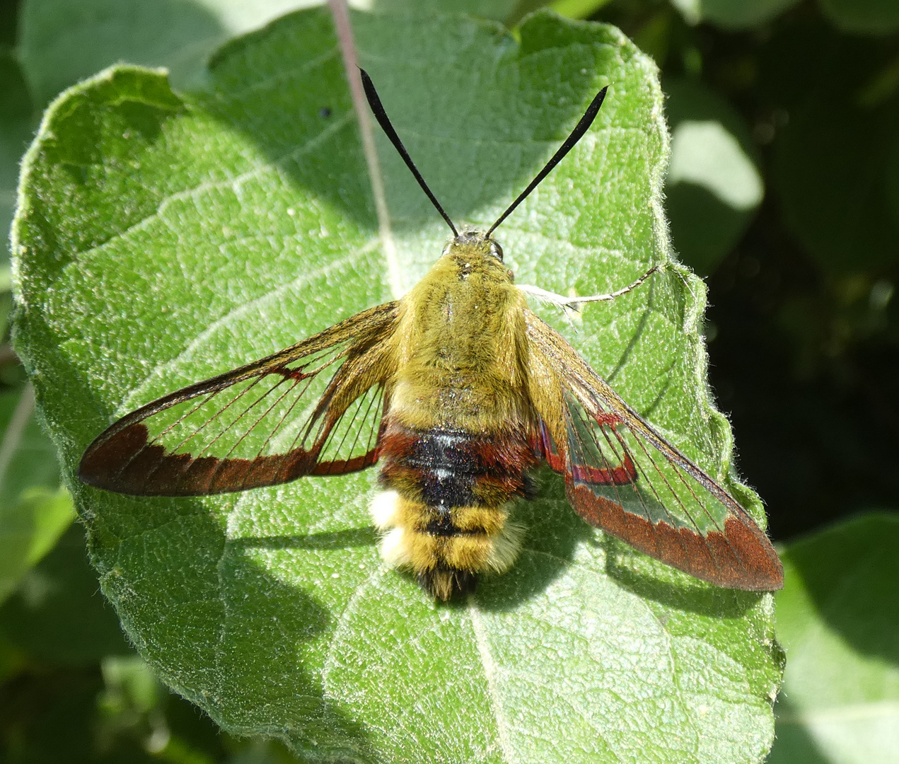 Hummelschwärmer (Hemaris fuciformis)