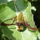 Hummelschwärmer (Hemaris fuciformis)