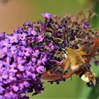 Hummelschwärmer (Hemaris fuciformis) 1