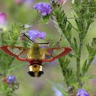  Hummelschwärmer (Hemaris fuciformis)