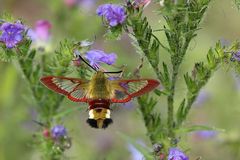  Hummelschwärmer (Hemaris fuciformis)