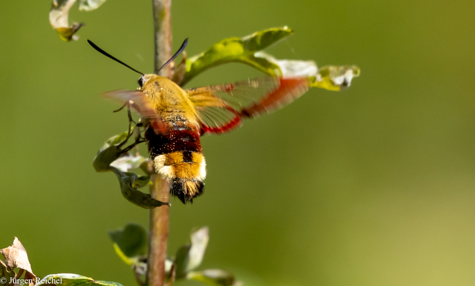 Hummelschwärmer ( Hemaris fuciformis ) 14.08 HM