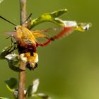 Hummelschwärmer ( Hemaris fuciformis ) 14.08 HM