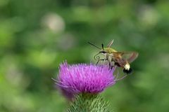 Hummelschwärmer (Hemaris fuciformis) 2