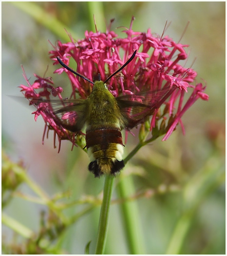 Hummelschwärmer (Hemaris fuciformis)