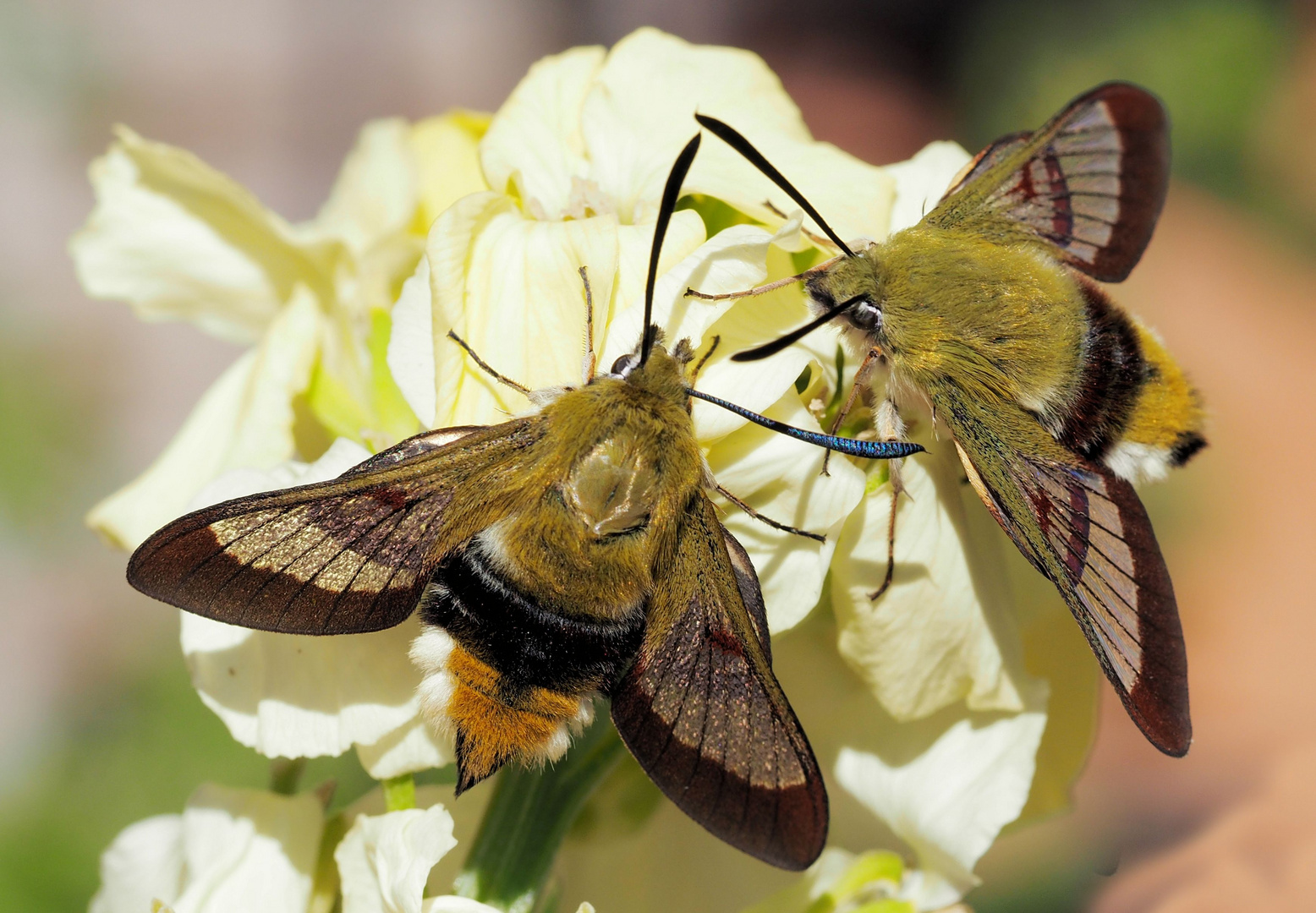 Hummelschwärmer Hemaris fuciformis