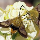 Hummelschwärmer Hemaris fuciformis