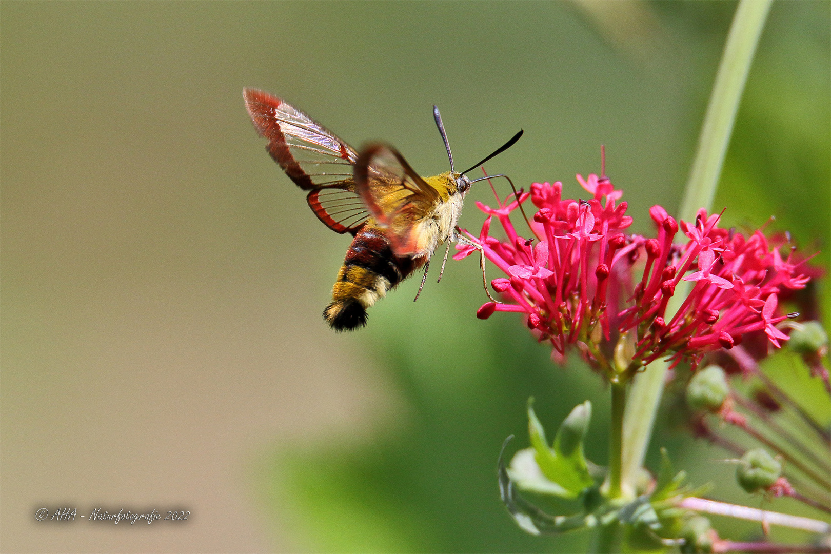 Hummelschwärmer (Hemaris fuciformis) 