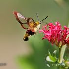 Hummelschwärmer (Hemaris fuciformis) 