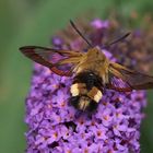 Hummelschwärmer (Hemaris fuciformis) 