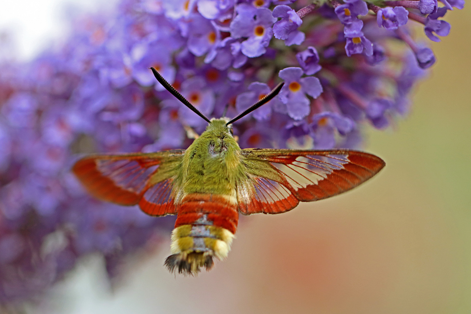 Hummelschwärmer (Hemaris fuciformis)