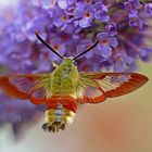 Hummelschwärmer (Hemaris fuciformis)