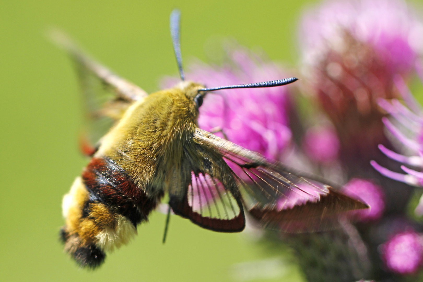 Hummelschwärmer (Hemaris fuciformis) 