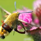 Hummelschwärmer (Hemaris fuciformis) 