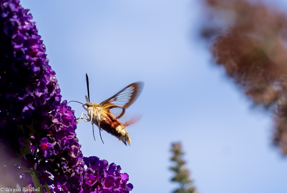 Hummelschwärmer ( Hemaris fuciformis ) 