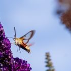 Hummelschwärmer ( Hemaris fuciformis ) 