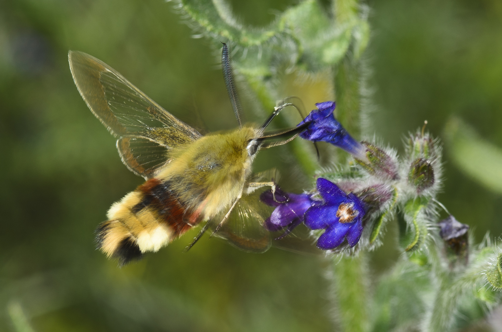 Hummelschwärmer (Hemaris fuciformis)