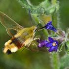 Hummelschwärmer (Hemaris fuciformis)